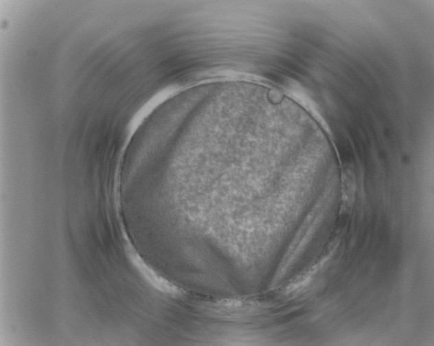 X0000065981098200603172109