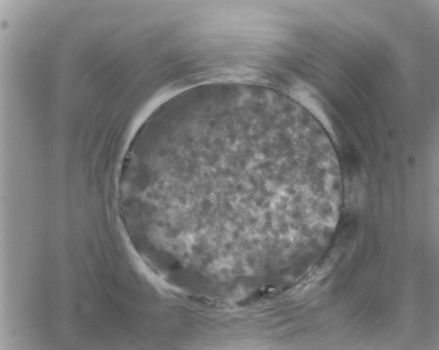 X0000065981099200603172109