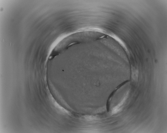 X0000065981102200603172109