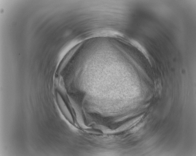 X0000065981103200603172109