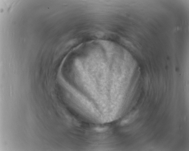 X0000065981105200603172108