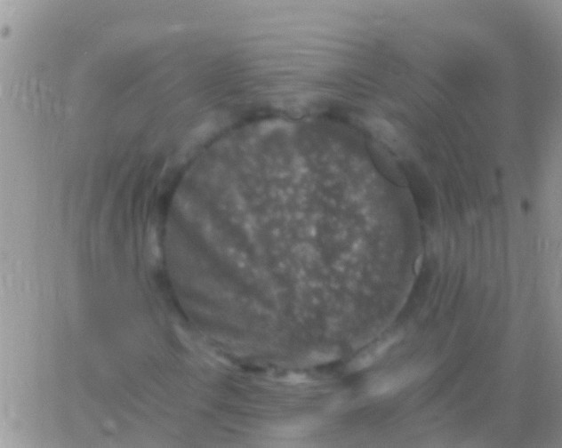 X0000065981106200603172108