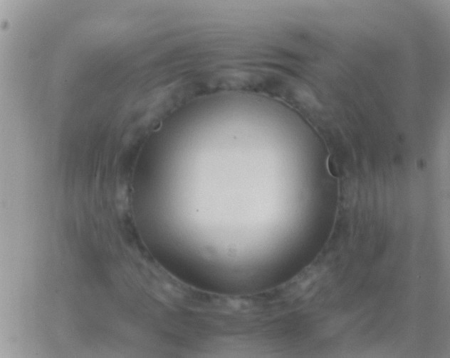 X0000065981109200603172108