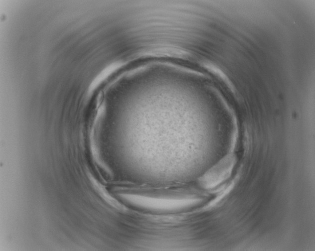 X0000065981114200603172108