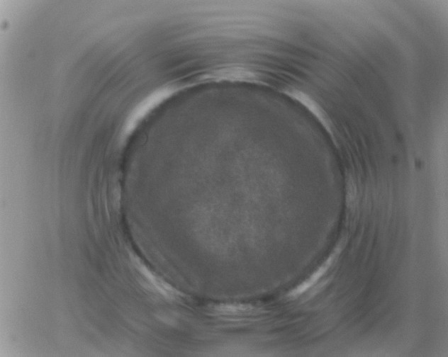 X0000065981115200603172108