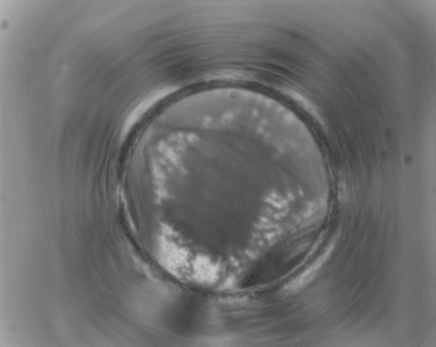 X0000065981117200603172108