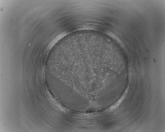 X0000065981121200603172108