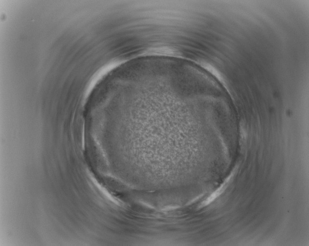 X0000065981123200603172108