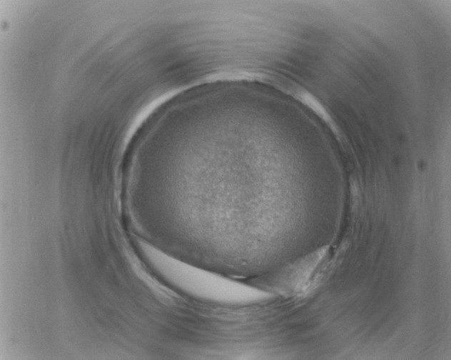 X0000065981124200603172108