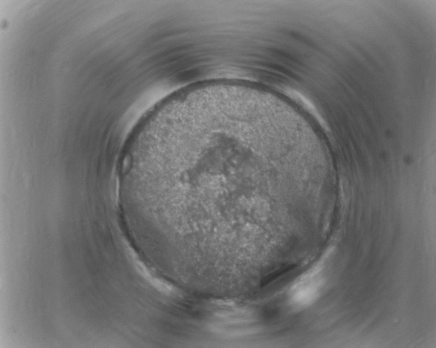 X0000065981125200603172108