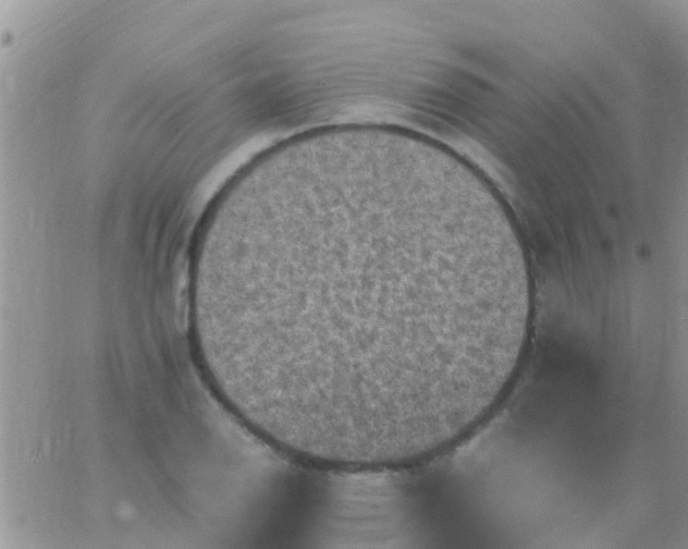 X0000065981126200603172108