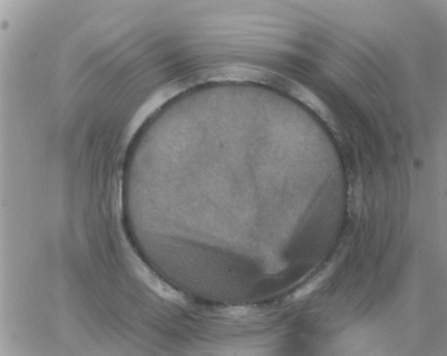 X0000065981130200603172108