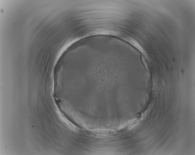 X0000065981132200603172108