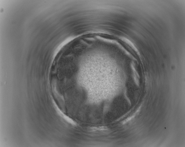 X0000065981133200603172108