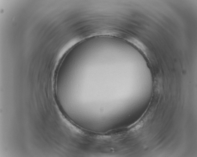 X0000065981135200603172108