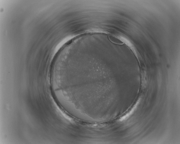 X0000065981141200603172108