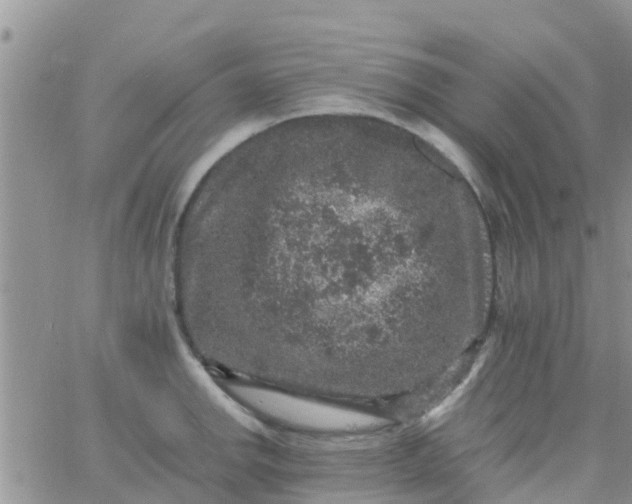 X0000065981142200603172108