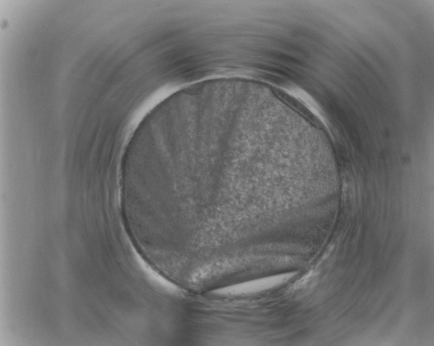 X0000065981143200603172108