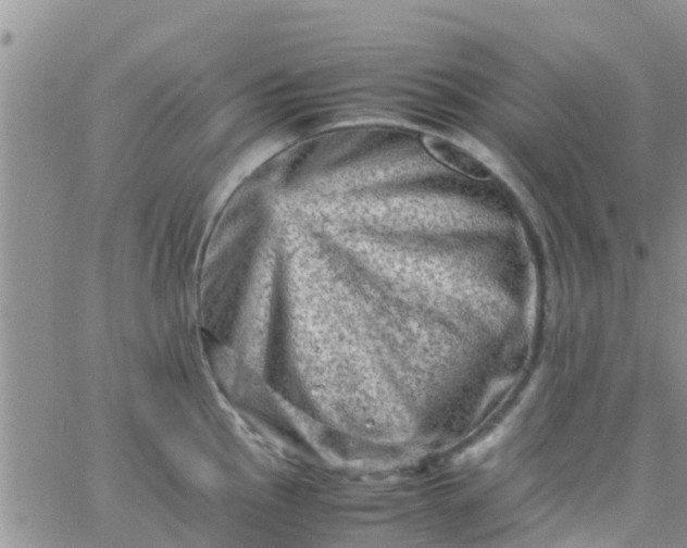 X0000065981145200603172109