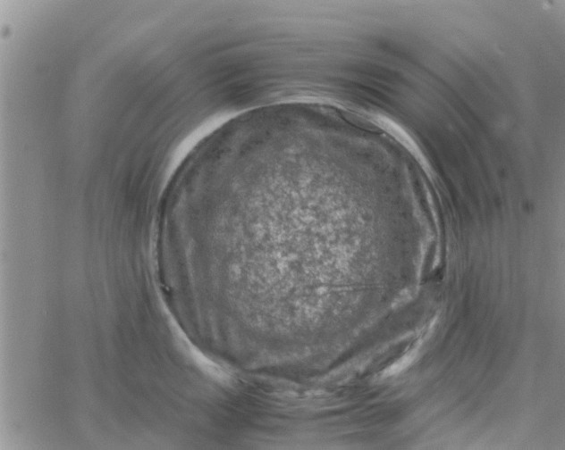 X0000065981149200603172109