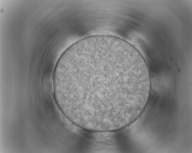 X0000065981150200603172109