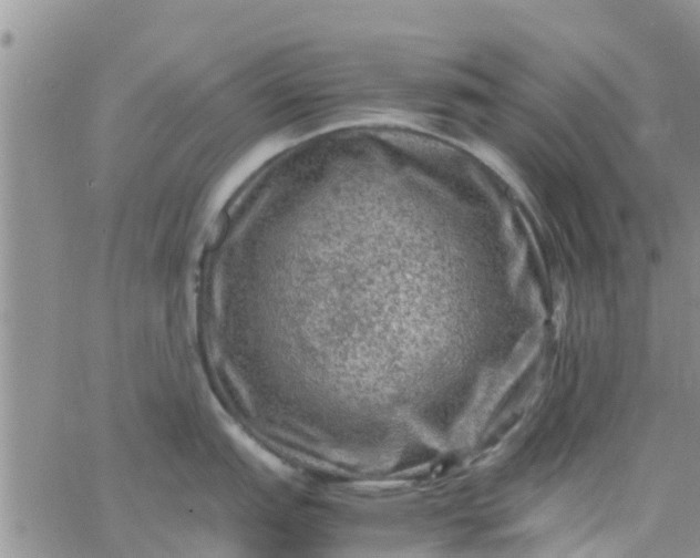 X0000065981151200603172109