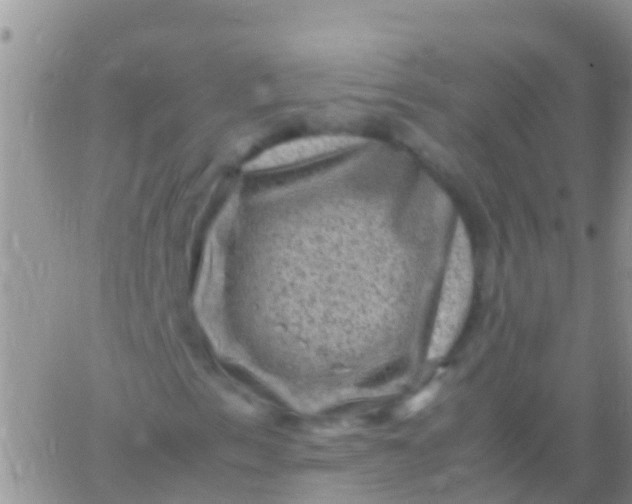 X0000065981153200603172108