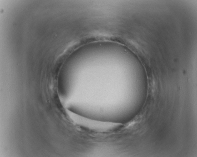 X0000065981157200603172108