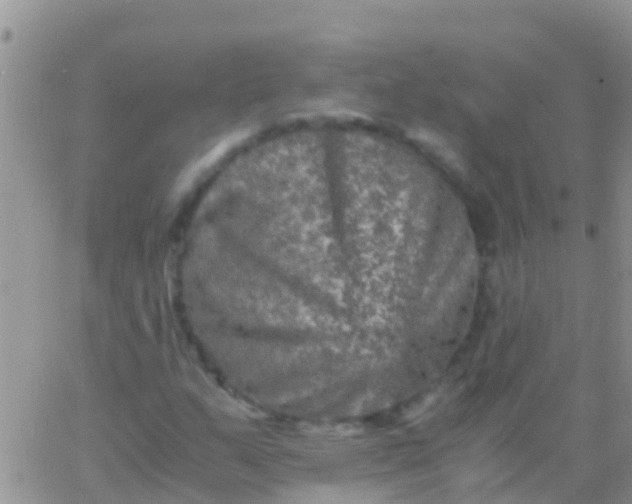 X0000065981159200603172108