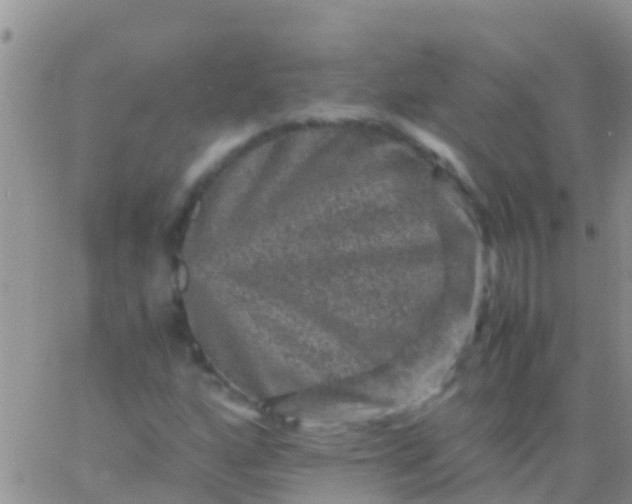 X0000065981160200603172108