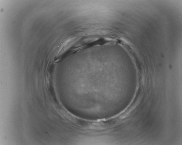 X0000065981161200603172108