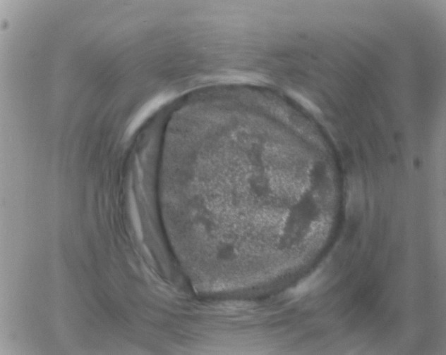 X0000065981163200603172108