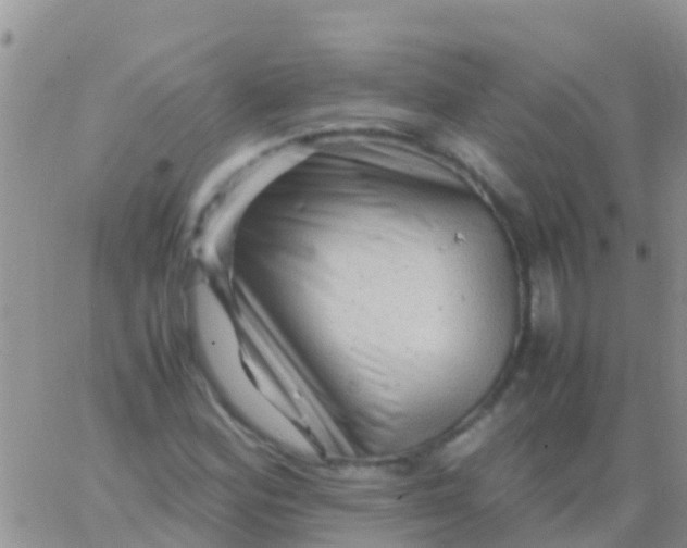 X0000065981164200603172108