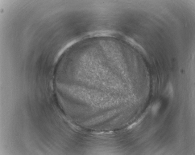 X0000065981166200603172108