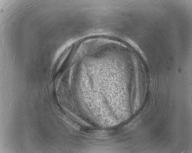 X0000065981167200603172108