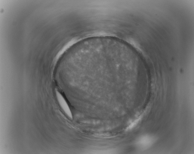 X0000065981173200603172108