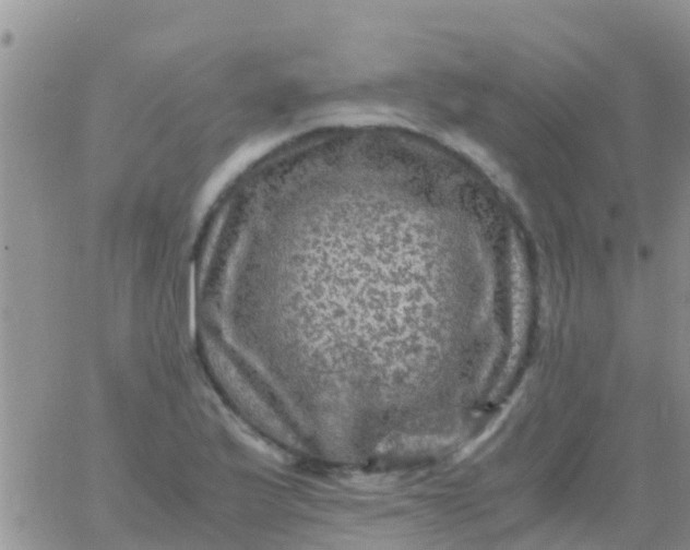 X0000065981175200603172107