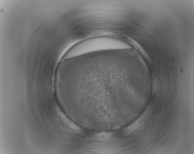 X0000065981178200603172107