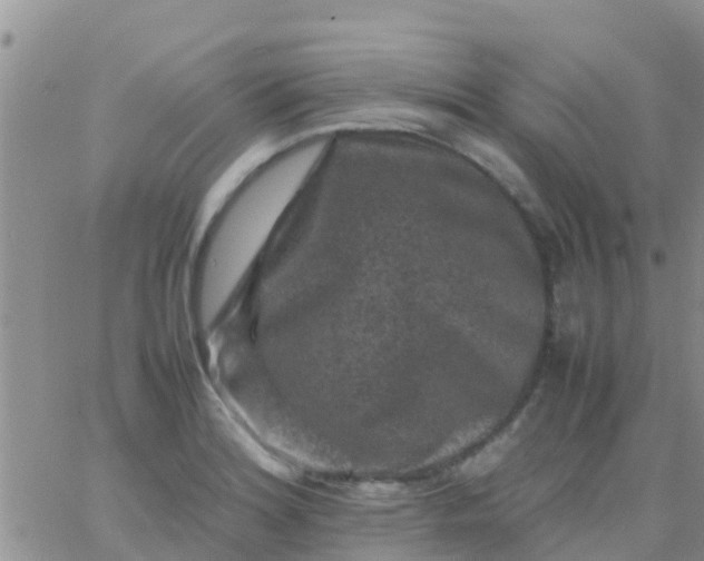 X0000065981180200603172107