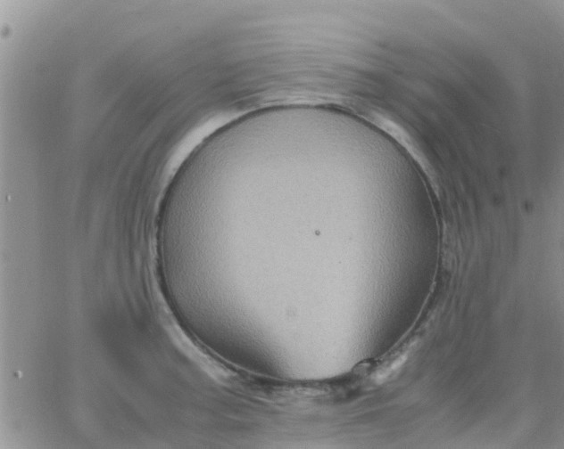 X0000065981187200603172107