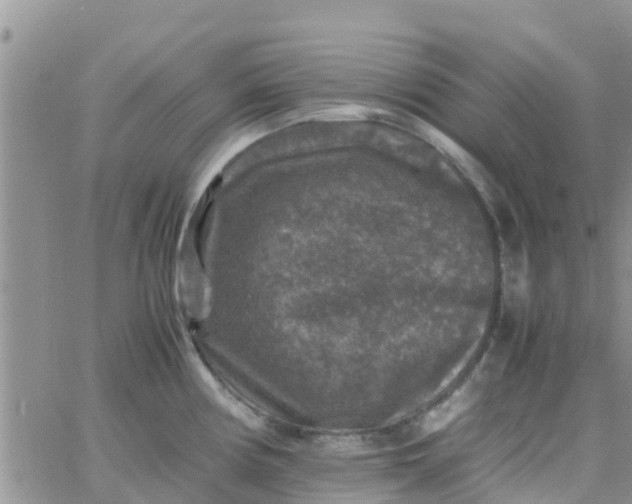 X0000065981194200603172107