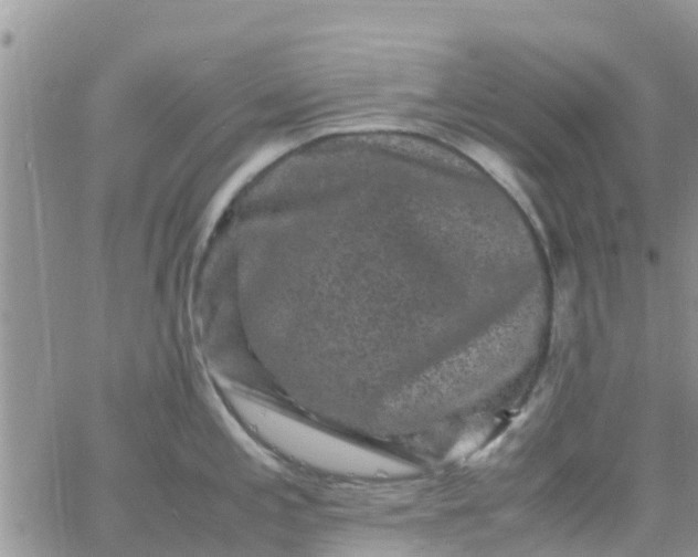 X0000065981197200603172107