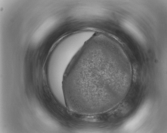 X0000065981198200603172107