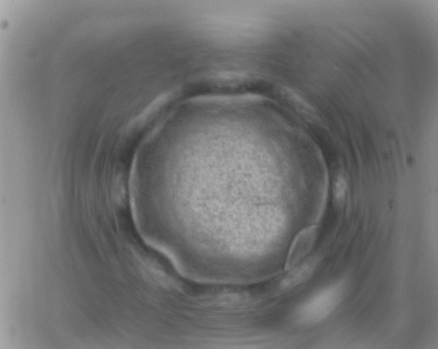 X0000065981204200603172106