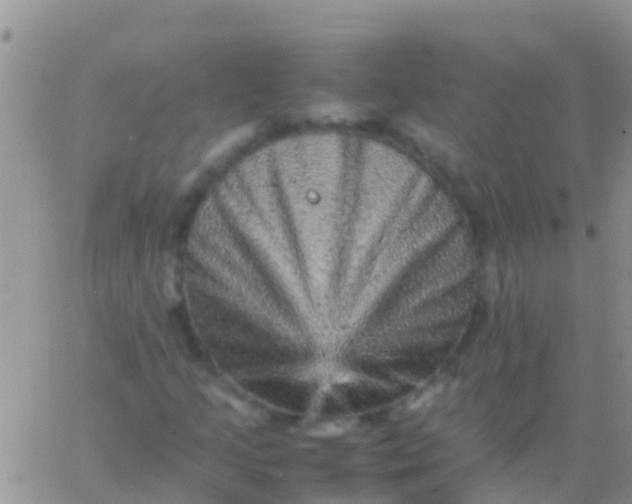 X0000065981205200603172106