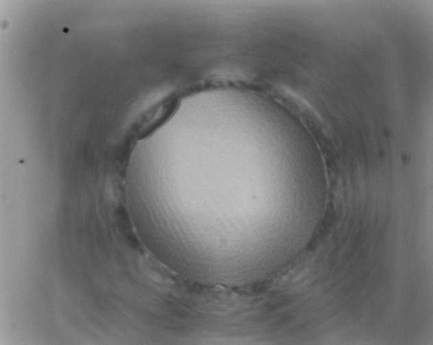 X0000065981207200603172106