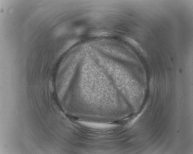 X0000065981209200603172106