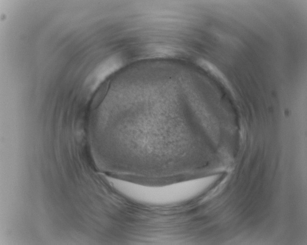 X0000065981210200603172106