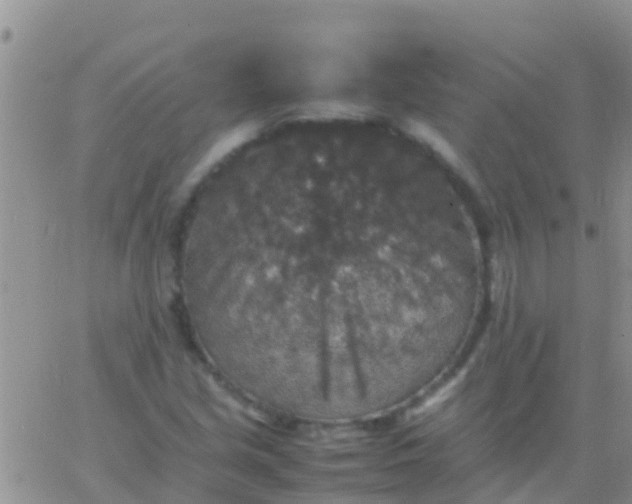 X0000065981213200603172107