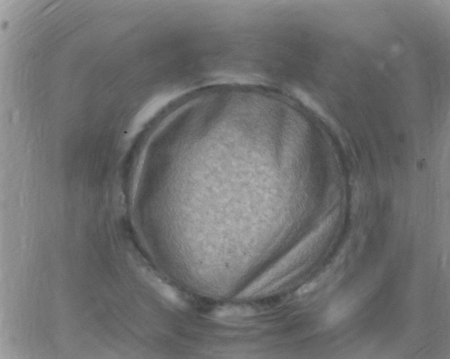 X0000065981215200603172107